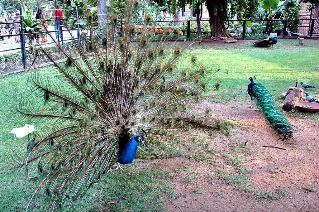 Lahore Zoo Peacock 