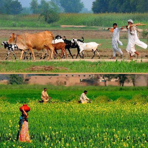 village life in pakistan essay