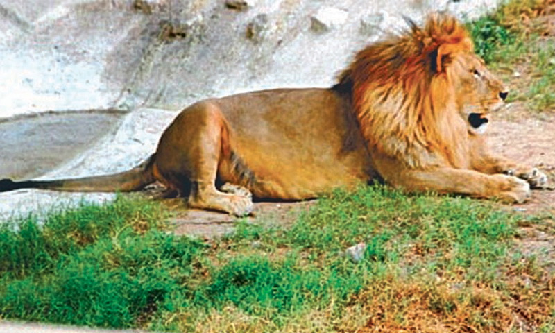 Lion resting in lahore zoo