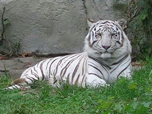 white tiger a new addition 